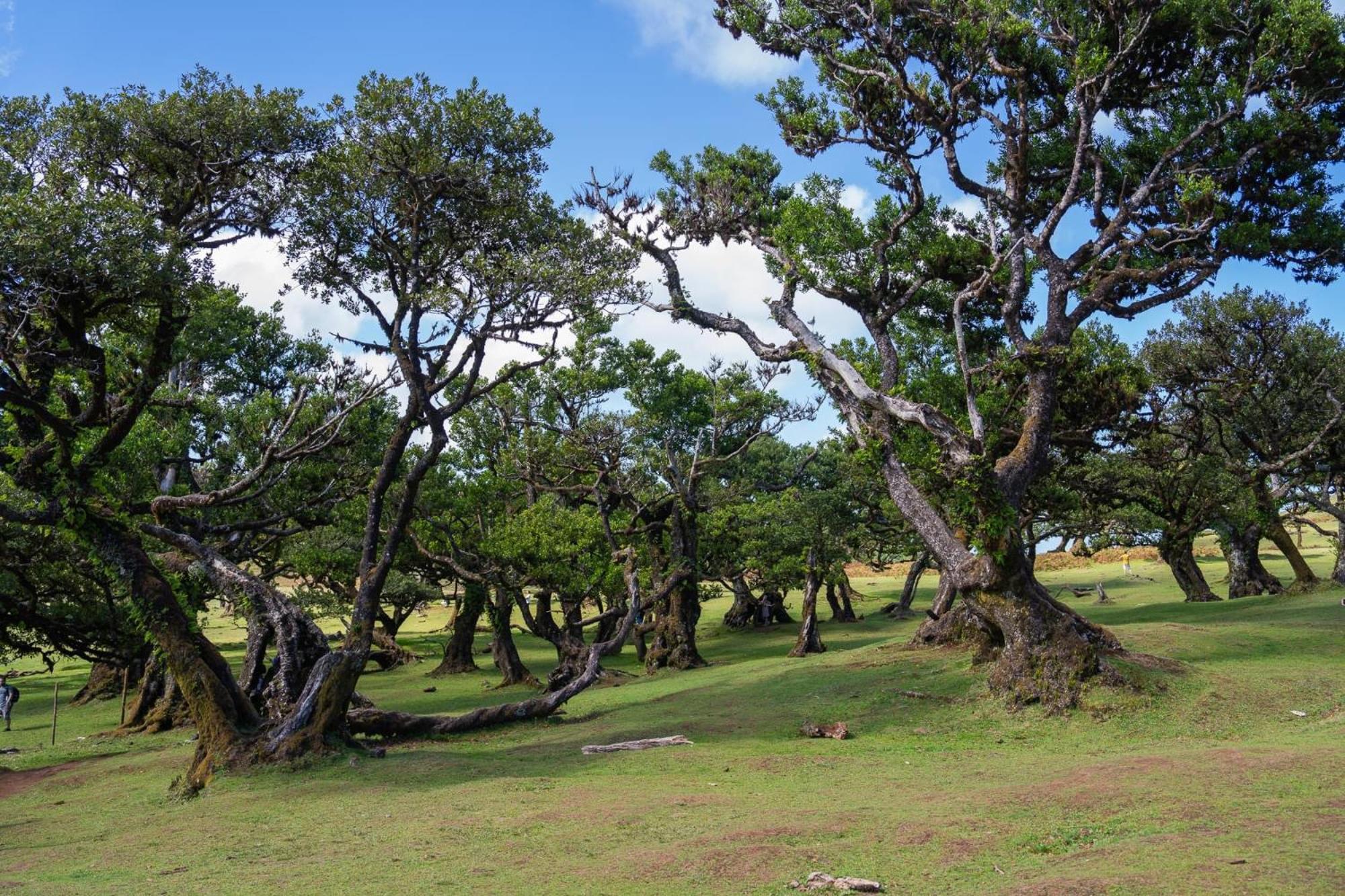 Villa Rosa Porto Moniz Dış mekan fotoğraf